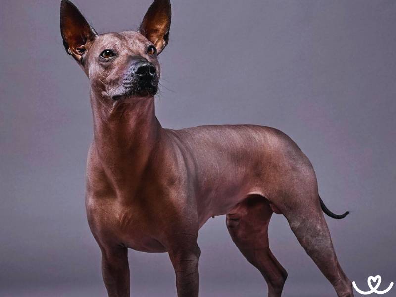 Plemeno-mexicky-nahac-Xoloitzcuintle (5)